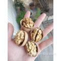 Topkwaliteit bulk rauwe Xinjiang Walnut In Shell